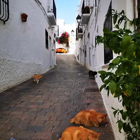 Vida Mia Almeria